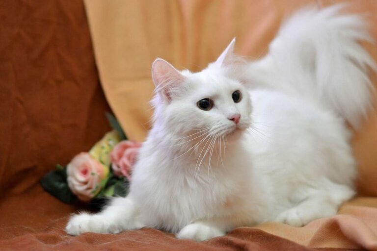 Анкарская кошка